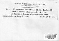 Gymnoconia interstitialis image